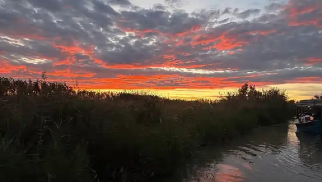 Albufera Valencia: Guided electric boat ride, also at sunset