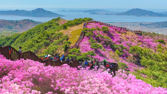 [首爾出發] 江華島高麗山杜鵑花節一天團
