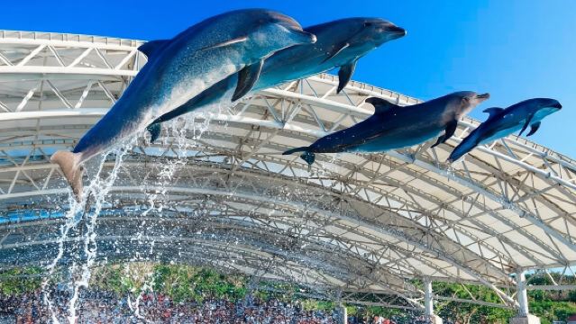 日本沖繩-萬座毛-美麗海水族館-古宇利島【中文包車自由行】