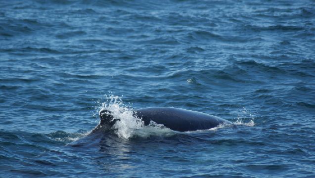 Whale Watching Cruise