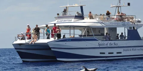 大加那利島波多黎各出發觀賞海豚及鯨魚郵輪之旅