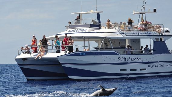 Dolphin and Whales watching cruise from Puerto Rico de Gran Canaria