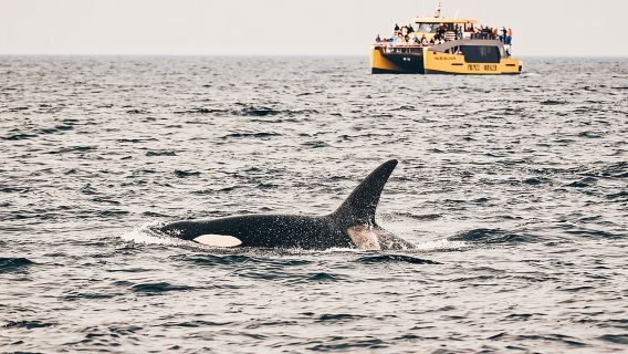 Victoria Half-Day Whale Watching Adventure with Free Photos