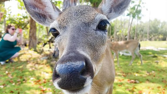 Lawatan Alam Semula Jadi & Sejarah Florida Keys dari Key West