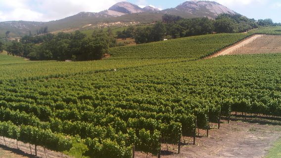 Private Cape Winelands from Stellenbosch OR Franschhoek OR Paarl