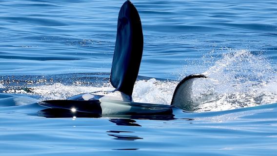 Victoria Ultimate Marine Whale & Wildlife Tour