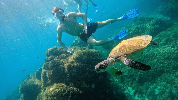 From Abu Dhabi: Snorkeling with turtles in Fujairah with BBQ