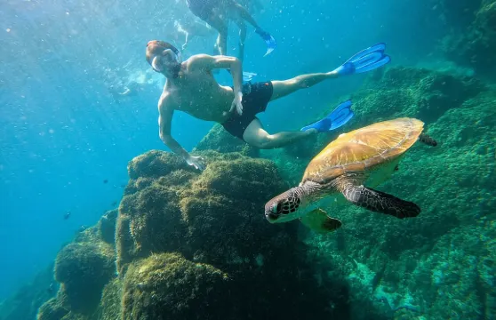 從阿布達比出發：在富吉拉與海龜一起浮潛並享用燒烤