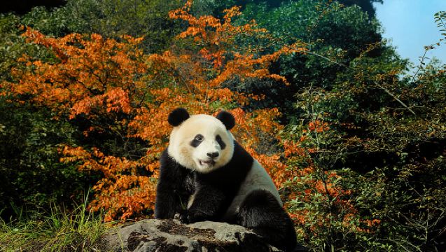 臥龍神樹坪熊貓基地+青城山一日遊【2-8人專車團/含門票】