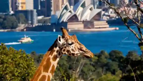 雪倫奇遇記：動物園萌趣、歌劇院光影與邦迪海灘的藍白狂想