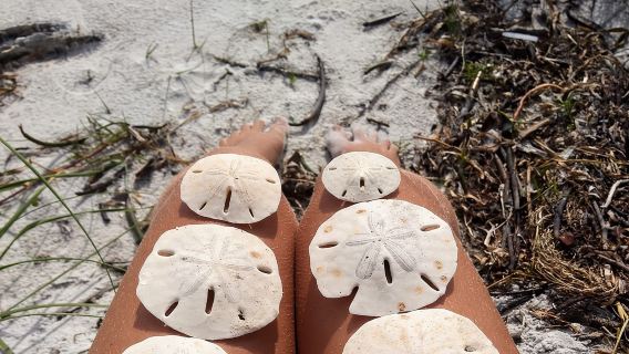 Three Hour Shelling Cruise to Shell Key Preserve from John's Pass