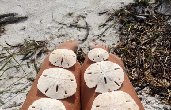 從約翰遜通道出發，前往貝殼礁保護區的三小時貝殼採集遊船之旅