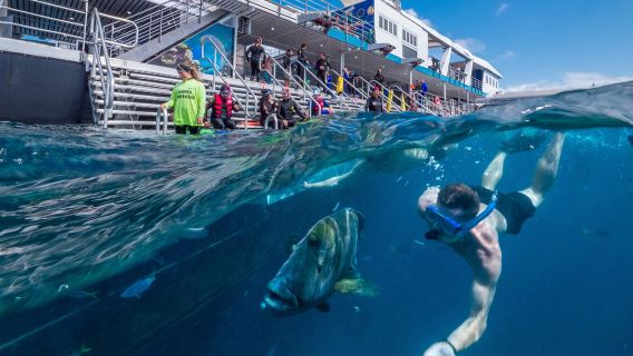 Tour 1 ngày đến Rạn san hô Great Barrier trên tàu Magic Reef từ Cairns bao gồm lặn biển ngắm san hô, bữa trưa, thuyền đáy kính và tàu ngầm bán phần