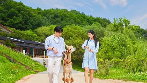 Excursión de un día a Alpaca World y Gangchon Rail Bike desde Seúl