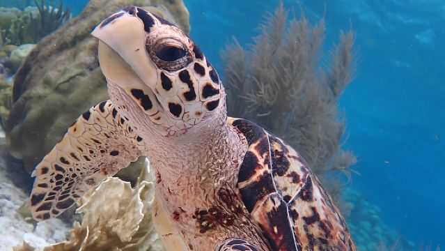 Klein Bonaire Marine Park Snorkeling Excursion