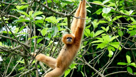 CUC PHUONG NATIONAL PARK - VAN LONG DAI LY TOUR DAY TRIP