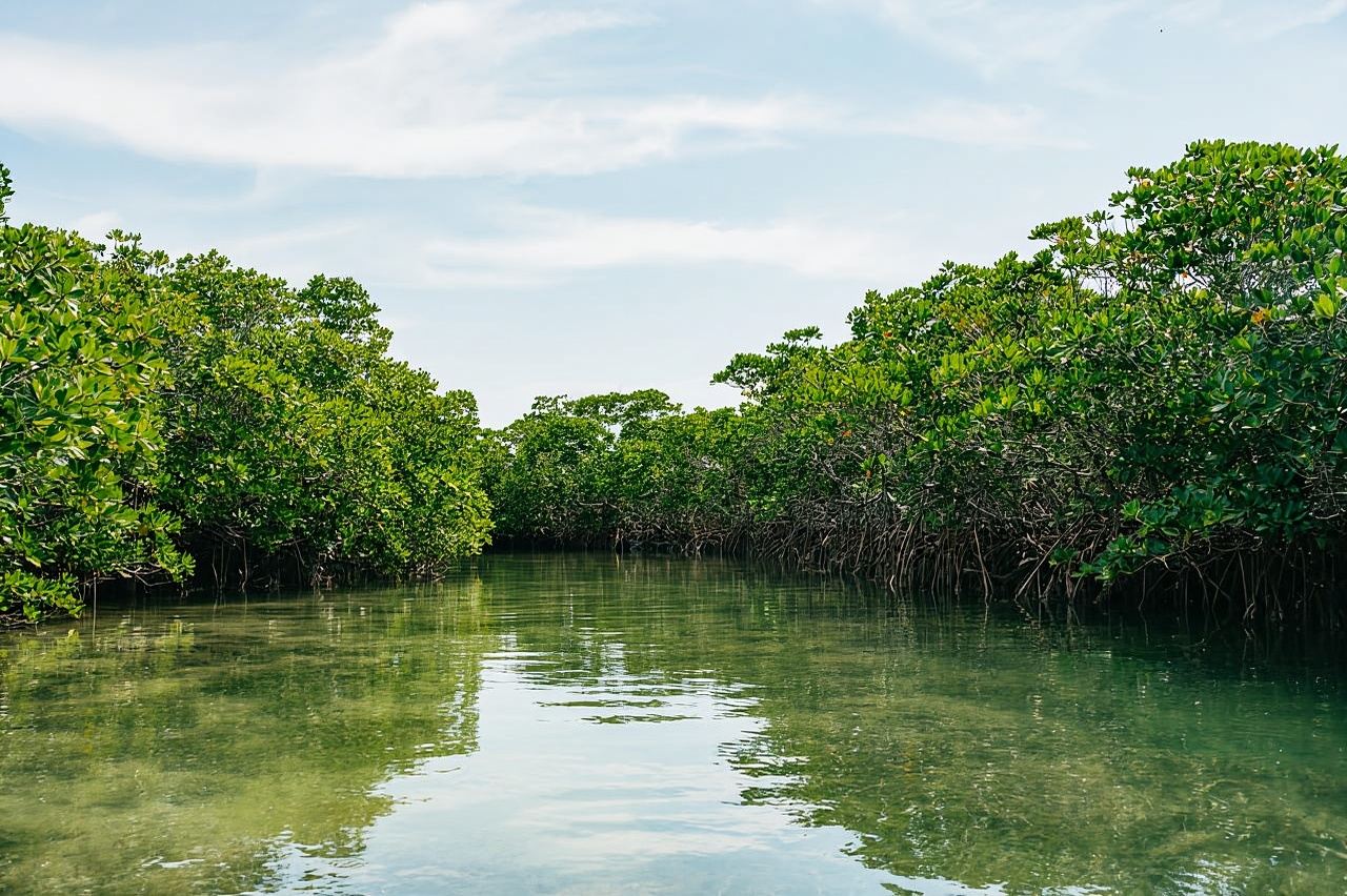 คีย์เวสต์: ทัศนศึกษาสันทรายและทัวร์พายเรือคายัคพร้อมอาหารกลางวันและเครื่องดื่ม