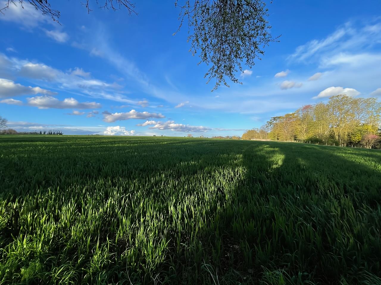 Enter the painting, touch the roots and go back in time !