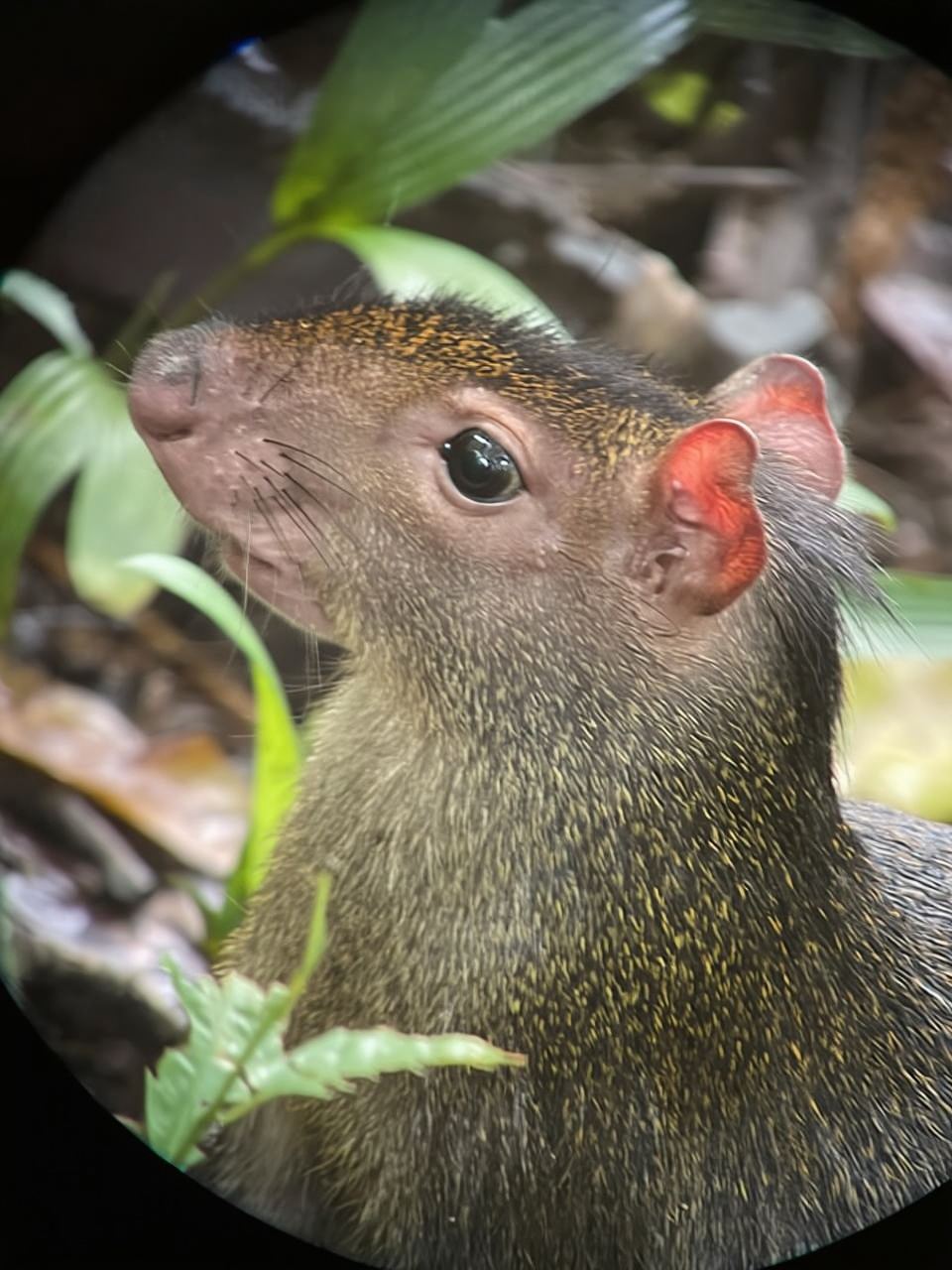 Manuel Antonio National Park: Guided Tour WITHOUT TICKETS
