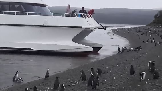 Beagle Channel Navigation Penguin Colony 