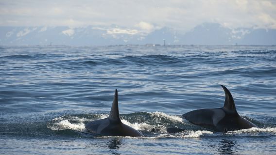 Whale Watching Tour in Tromsø Fjords, Norway (Catamaran Cruise + High Probability of Missing You Again)