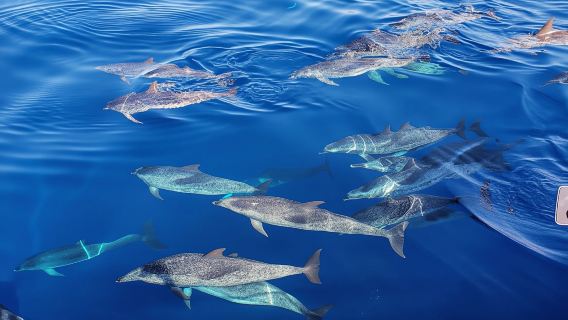 Excursión para avistar ballenas y delfines con tripulación local en Tenerife