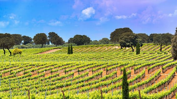 Windmills of Don Quixote wine tour from Madrid