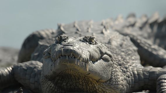 Everglades orchids and alligator kayak eco-tour