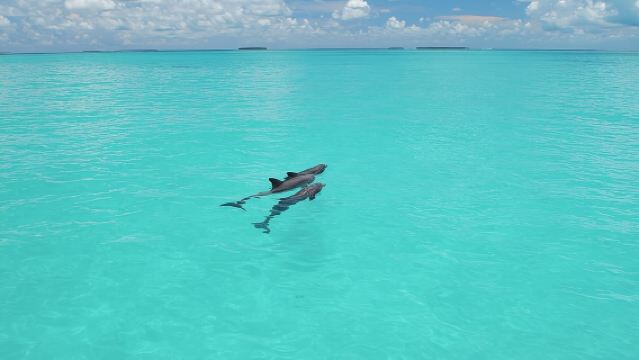 基韋斯特海豚觀賞與浮潛之旅 - 生態探險