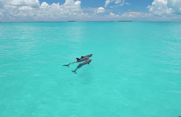 基韋斯特海豚觀賞與浮潛之旅 - 生態探險