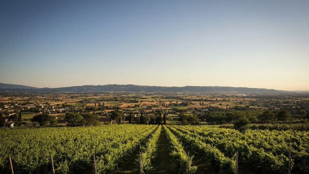 Enjoy and Taste the Flavors of Wine in an Open-air Venue