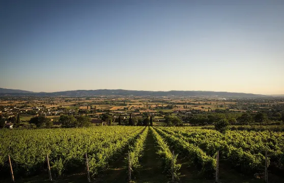 在露天場所盡情享受和品嚐葡萄酒的美味