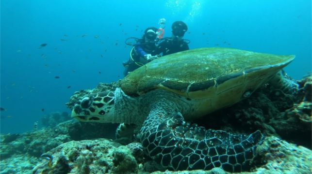 泰國芭堤雅體驗潛水水肺潛水/浮潛/水肺OW考證/AOW考證1天【芭達雅體驗潛水/市區飯店接送/專業教練/可考證】