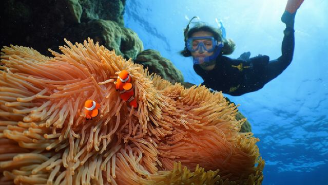Silversonic Outer Great Barrier Reef Cruise from Port Douglas