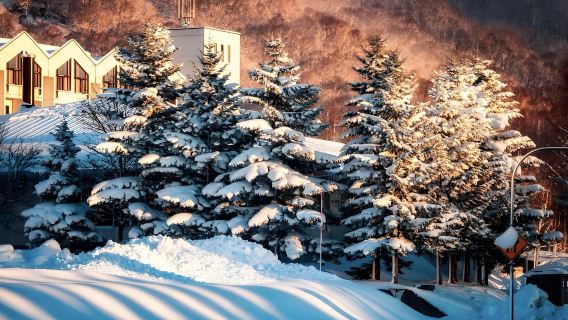 日本旭山動物園-富田農場-四季彩之丘【北海道中文專車】