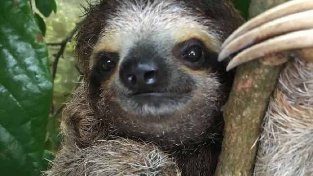 マヌエル・アントニオ国立公園：野生動物との完全なる体験
