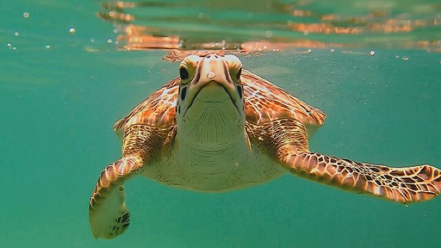 Schwimmen mit Schildkröten in Akumal + GoPro-Fotoshooting
