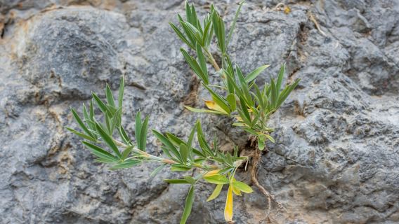 Crete: Đi bộ đường dài có hướng dẫn đến Hẻm núi Kritsa kèm đồ ăn nhẹ