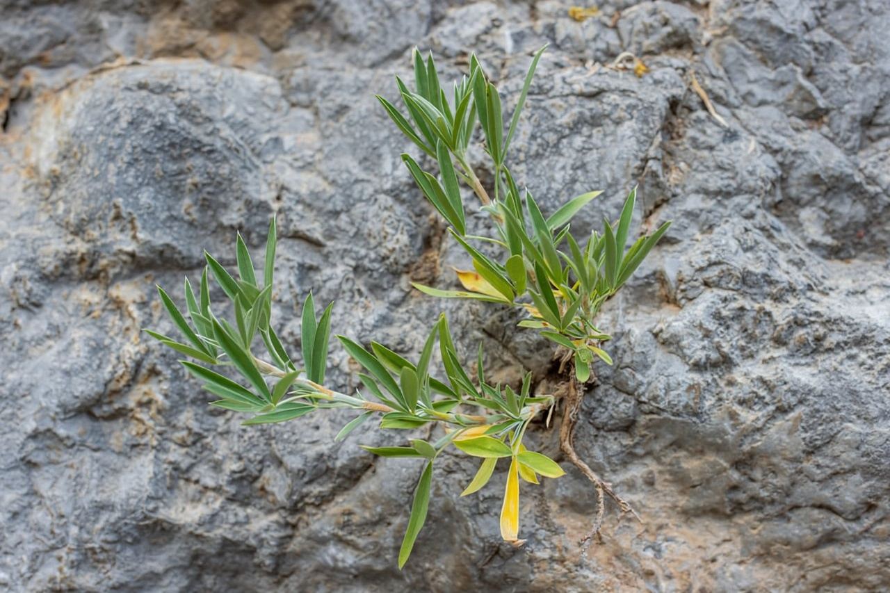 クレタ島：クリツァ渓谷ガイド付きハイキング（軽食付き）