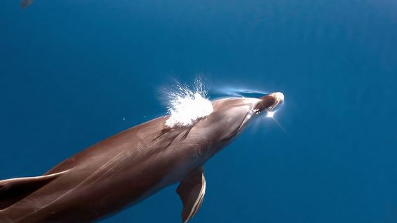 La Palma: Whale Watching Experience and Coastal Highlights