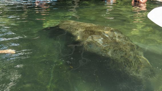 Schnelle und mehr 60-minütige Airboat-Tour auf dem Homosassa River
