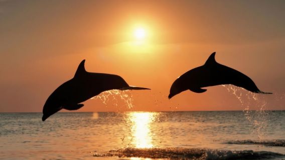 Clearwater Beach: Sunset and Harbor Lights Cruise