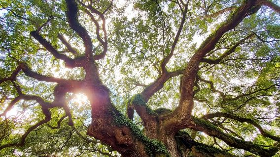 Charleston: The Complete Lowcountry Tour. Get Out of Town!