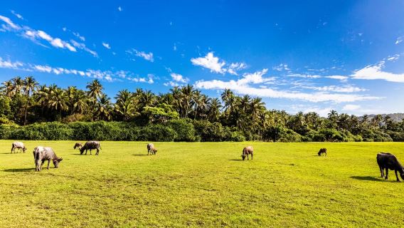 [pemandu wisata Wisata Haikou] Penerjemah Medis Profesional/Pasien Pendamping/Penerjemah/Pemandu Lokal/ sewa kendaraan pribadi/Kustomisasi Fotografi Lengkap/Terjemahan Mandarin-Inggris + Pendampingan Bisnis + sewa kendaraan pribadi yang Disesuaikan!