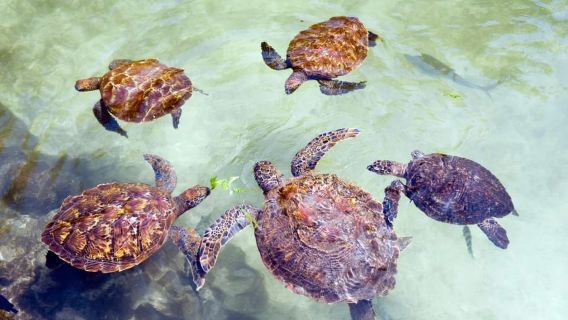Zanzibar: Nungwi Sea Turtle Cave Swimming Experience