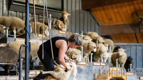 Agrodome Farm Experience including Farm Show and Farm Tour - Rotorua