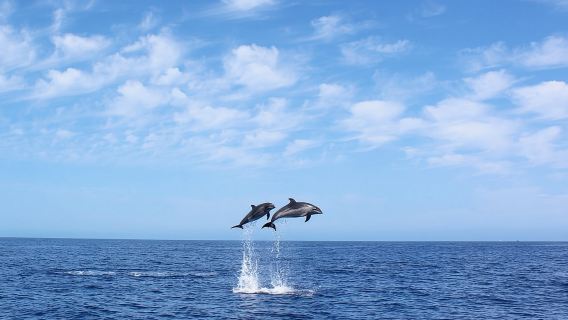 Tour ngắm cá voi và cá heo ở Madeira