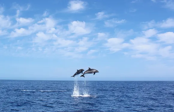 馬德拉島觀鯨及海豚之旅