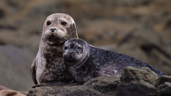 Menonton Paus Mewah: Kurang Orang, Kelajuan Tambahan, Kakitangan Pakar