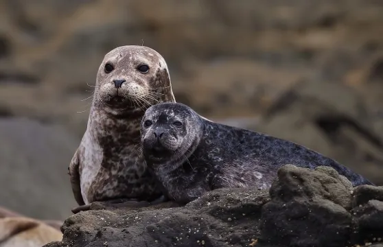 豪華賞鯨之旅：人少速度快，專業團隊